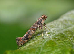 Image of privet leaf miner