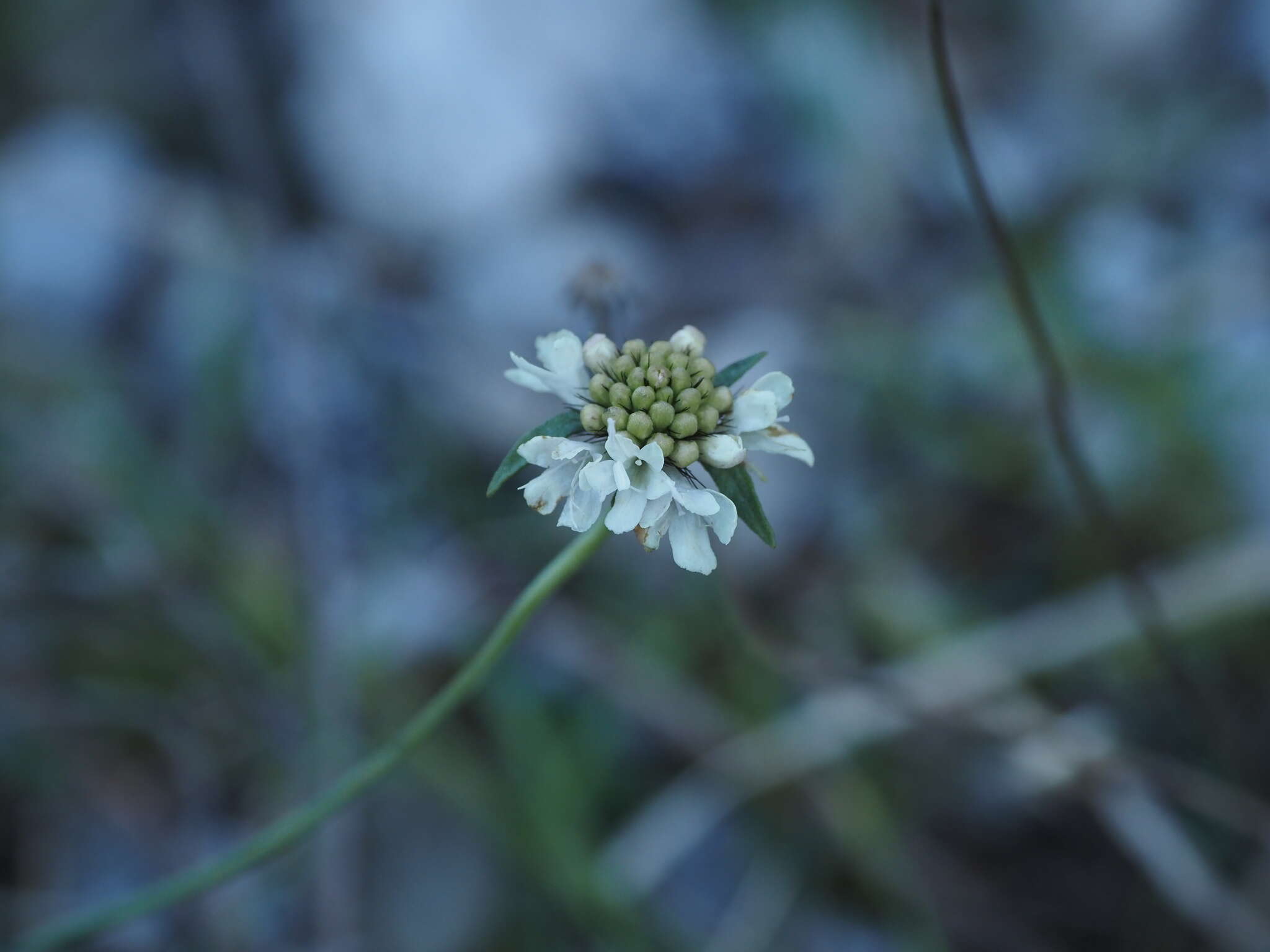 Image of Scabiosa webbiana D. Don