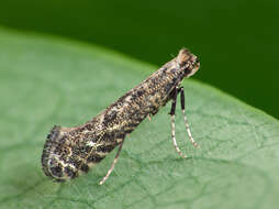 Image of Hazel Slender