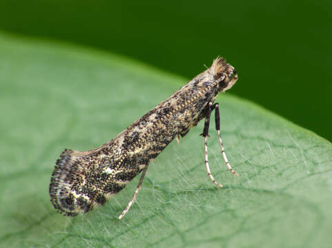 Image of Hazel Slender