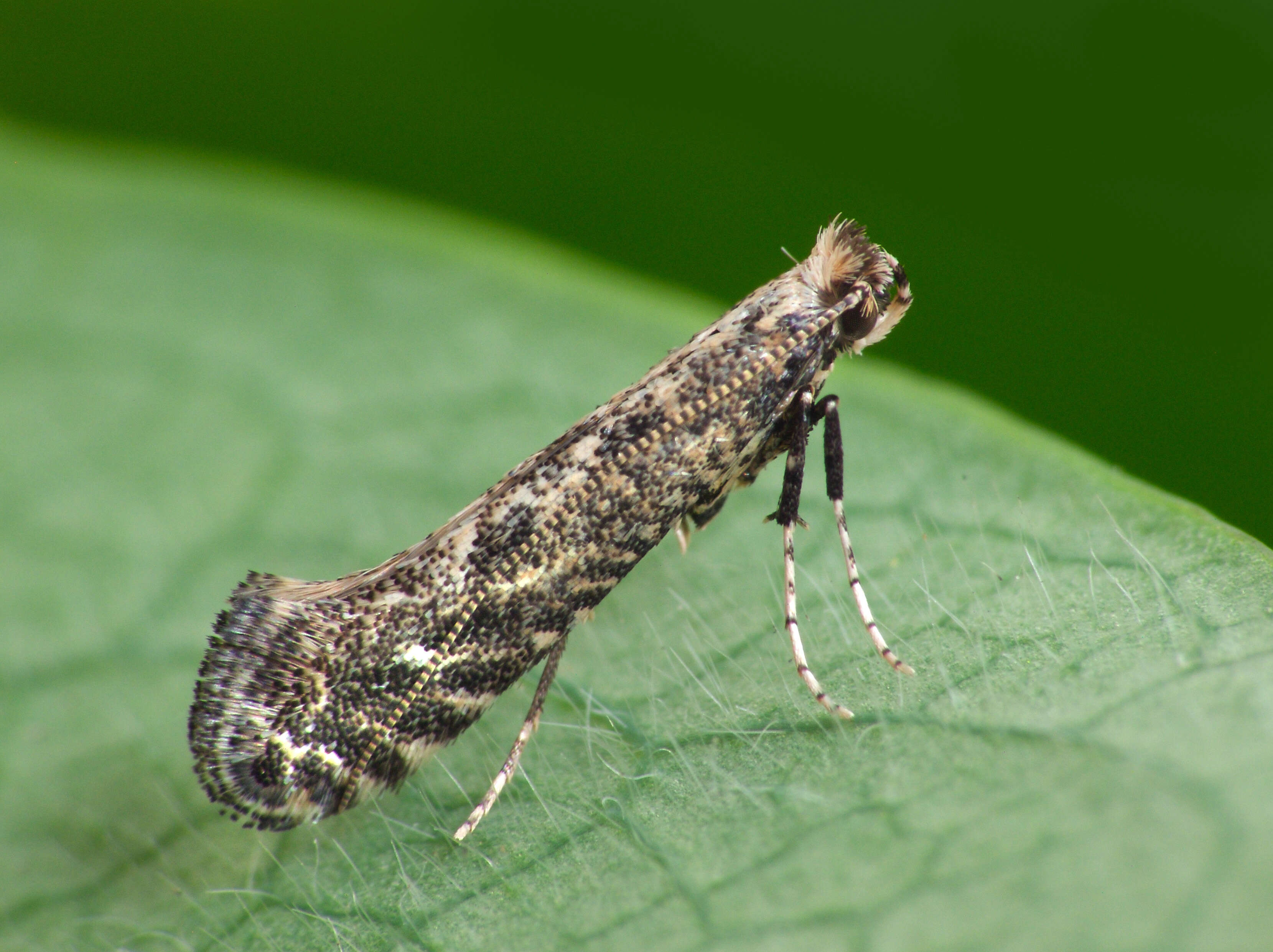 Image of Hazel Slender