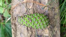 Image of Thin-leaf Pine