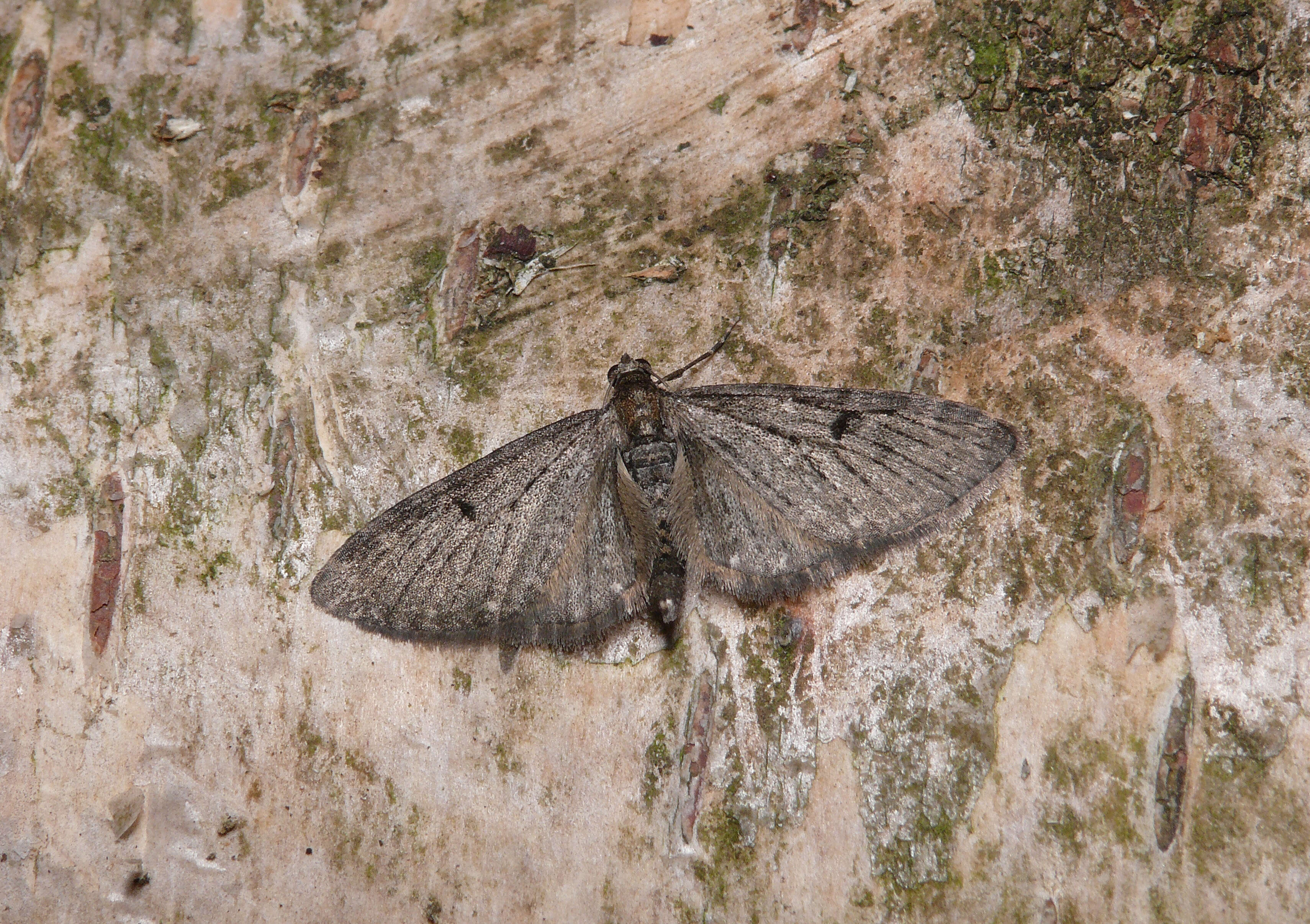 Image de eupithécie de la verge dor