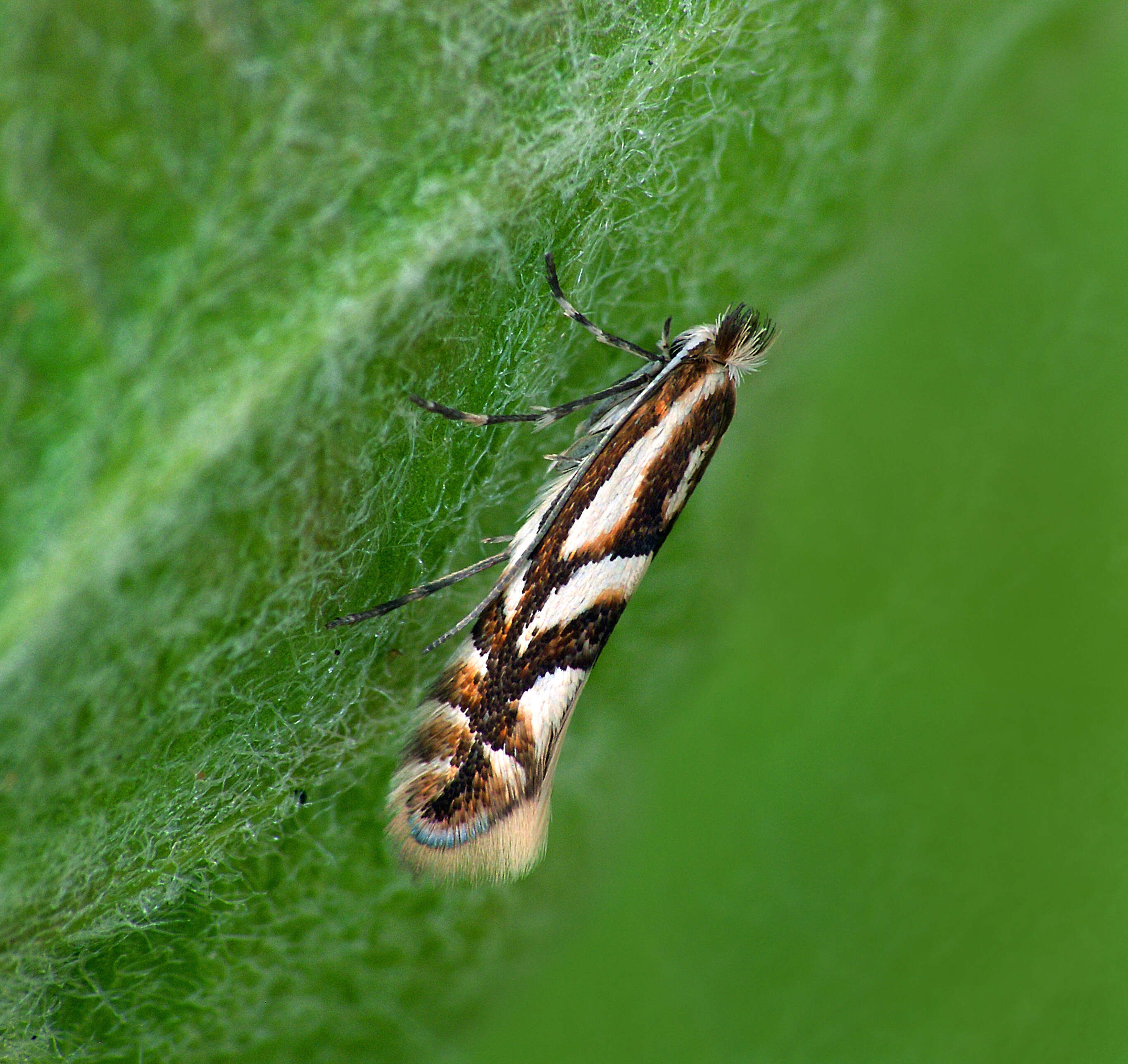 Image of Phyllonorycter blancardella (Fabricius 1781)