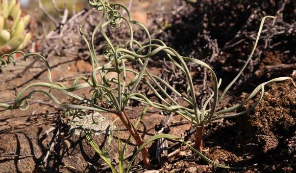 Gethyllis britteniana subsp. bruynsii D. Müll.-Doblies resmi