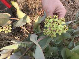 Sivun Asclepias glaucophylla (Schltr.) Schltr. kuva