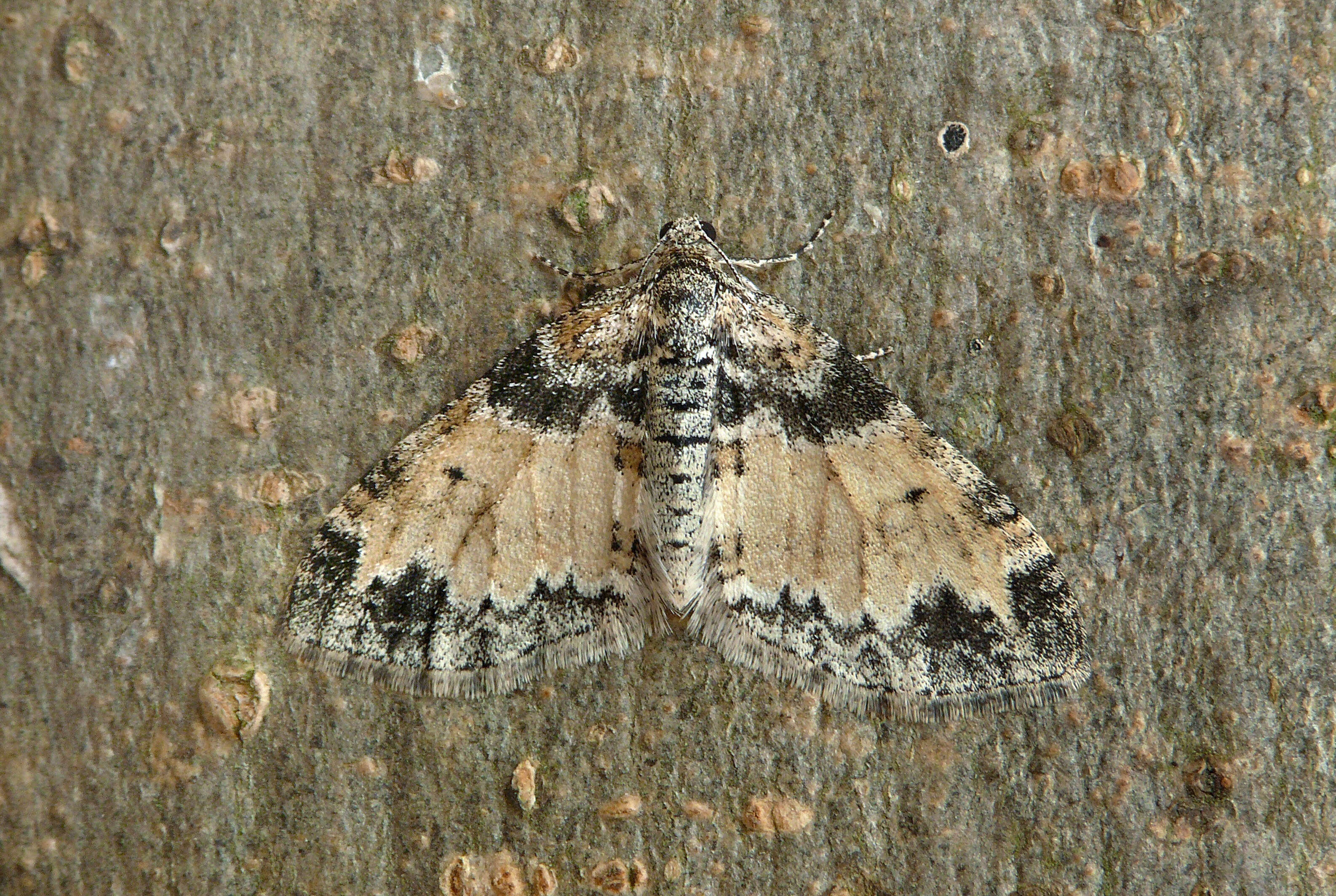 Слика од Lobophora halterata Hüfnagel 1767