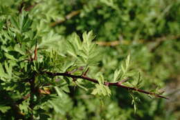 Plancia ëd Crataegus pallasii Griseb.