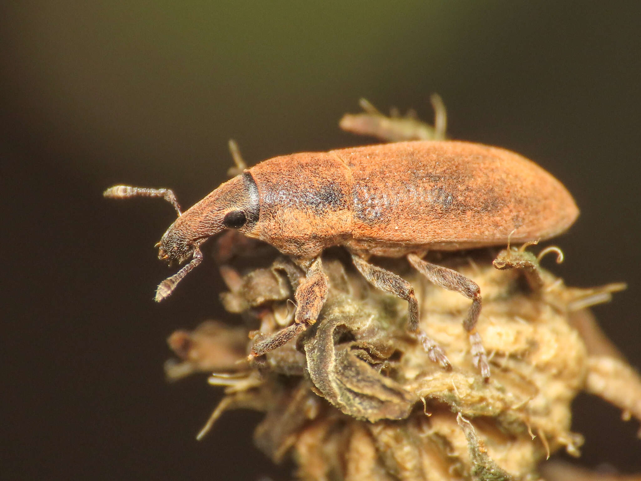 Слика од Lixus angustus (Herbst 1795)