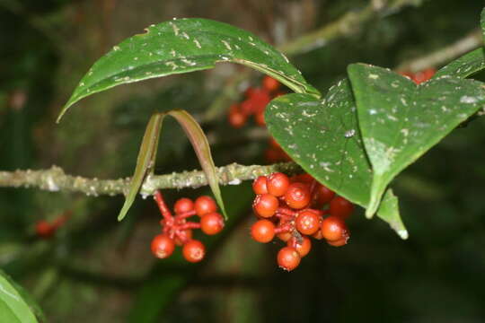 Image of Medinilla crassifolia (Reinw. ex Bl.) Bl.