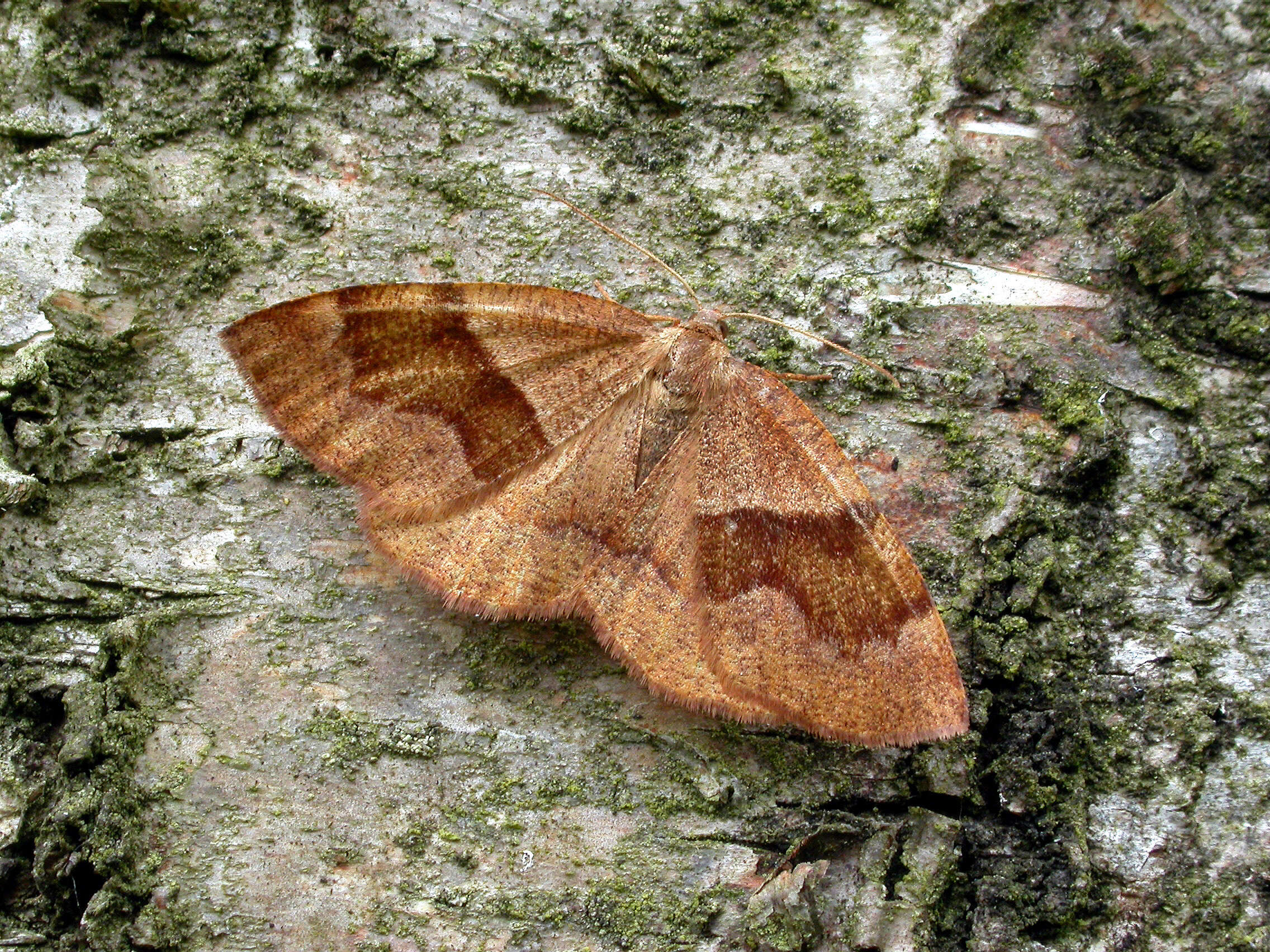 Слика од Plagodis pulveraria Linnaeus 1758