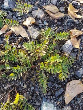 Image of Sibbaldianthe bifurca subsp. orientalis (Juz.) Kurtto & T. Erikss.