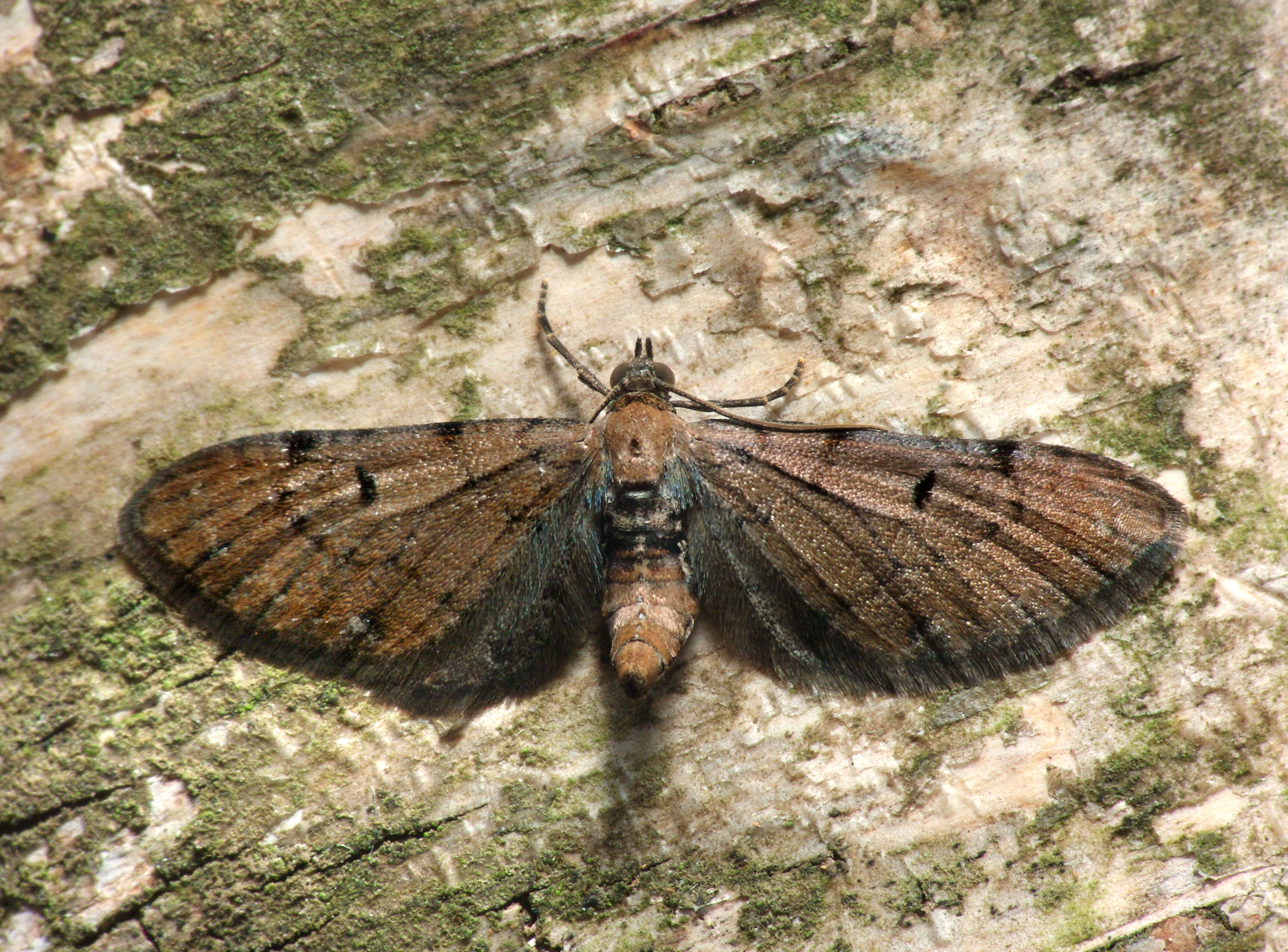 Plancia ëd Eupithecia absinthiata Clerck 1759