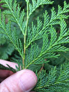 Image of Lawson's Cypress