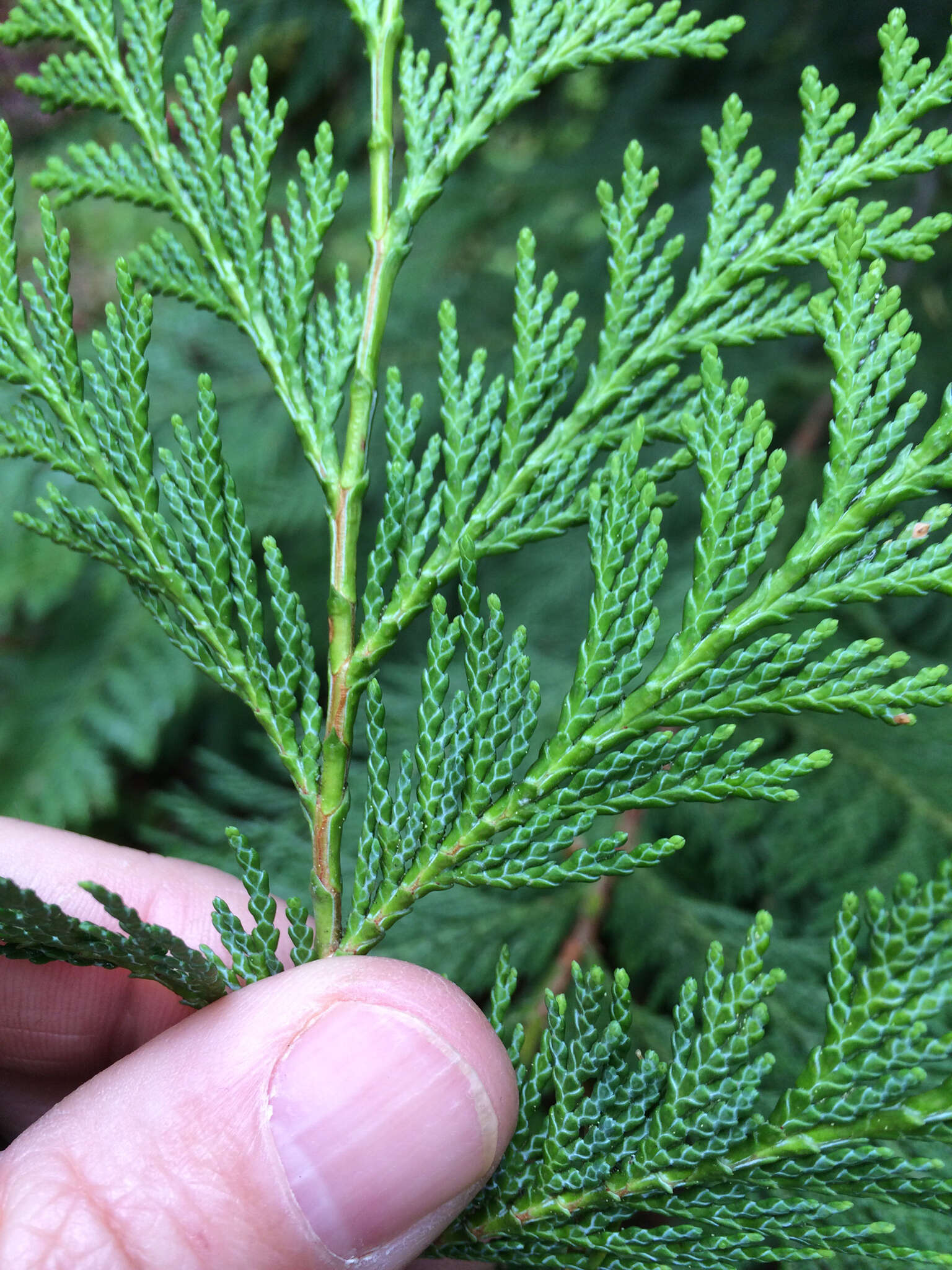 Image of Lawson's Cypress