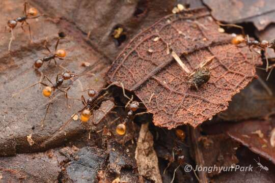 Image of <i>Pheidole xanthogaster</i>