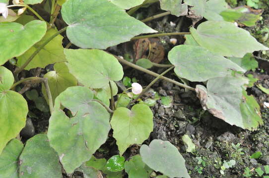 Image of Begonia bouffordii C. I Peng