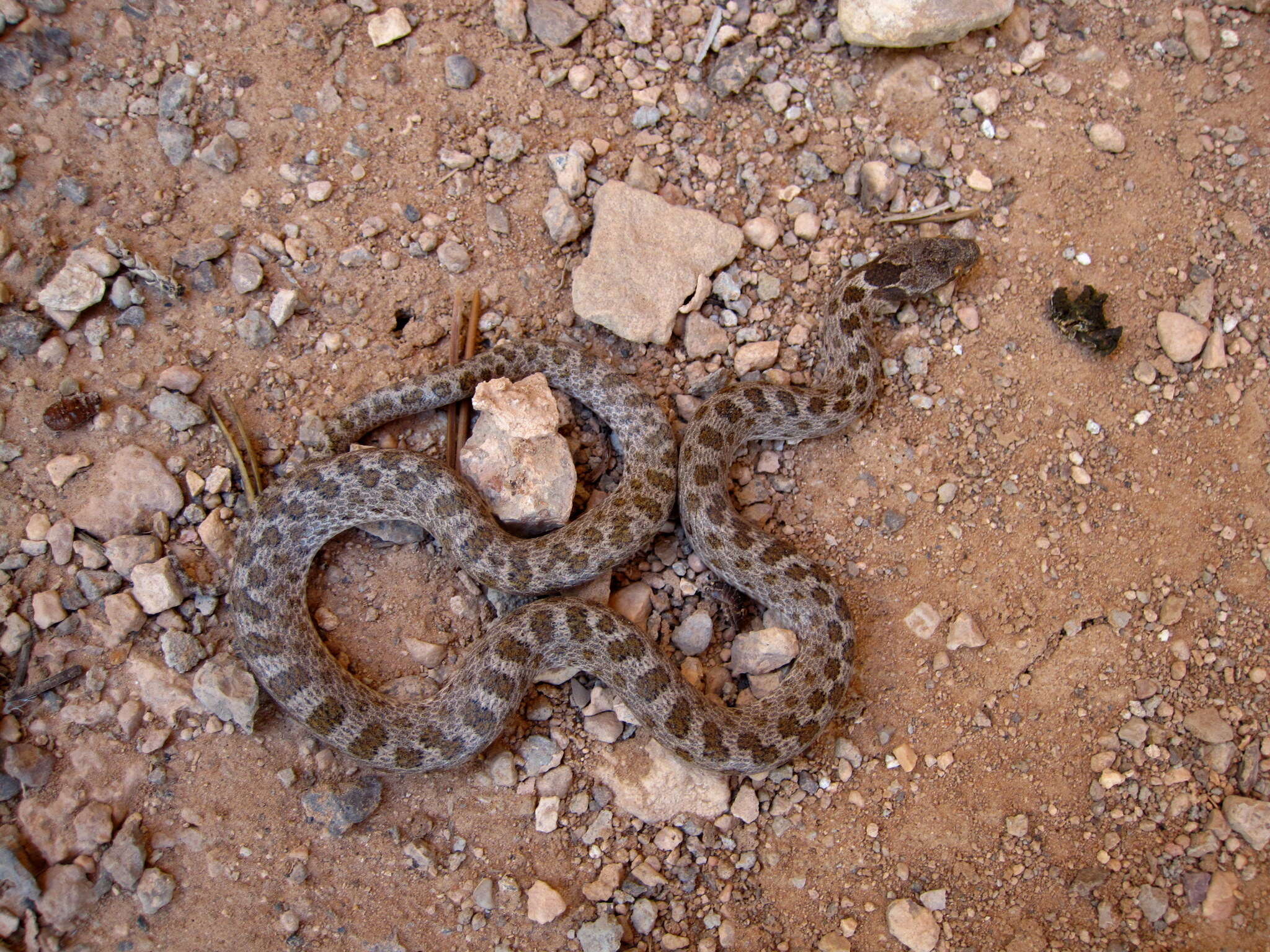 Image of Hypsiglena chlorophaea deserticola Tanner 1946