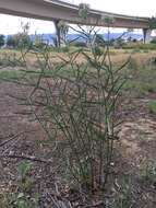 Image of Asclepias fascicularis Decne.