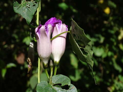 Ipomoea orizabensis var. austromexicana J. A. Mc Donald resmi