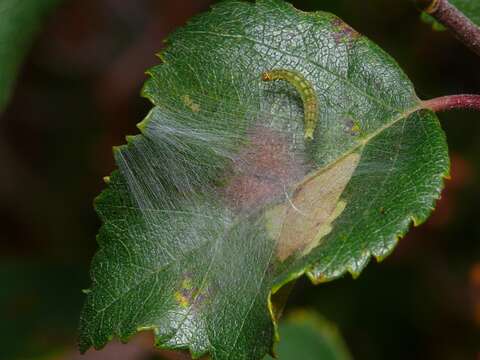 Image of Swammerdamia caesiella