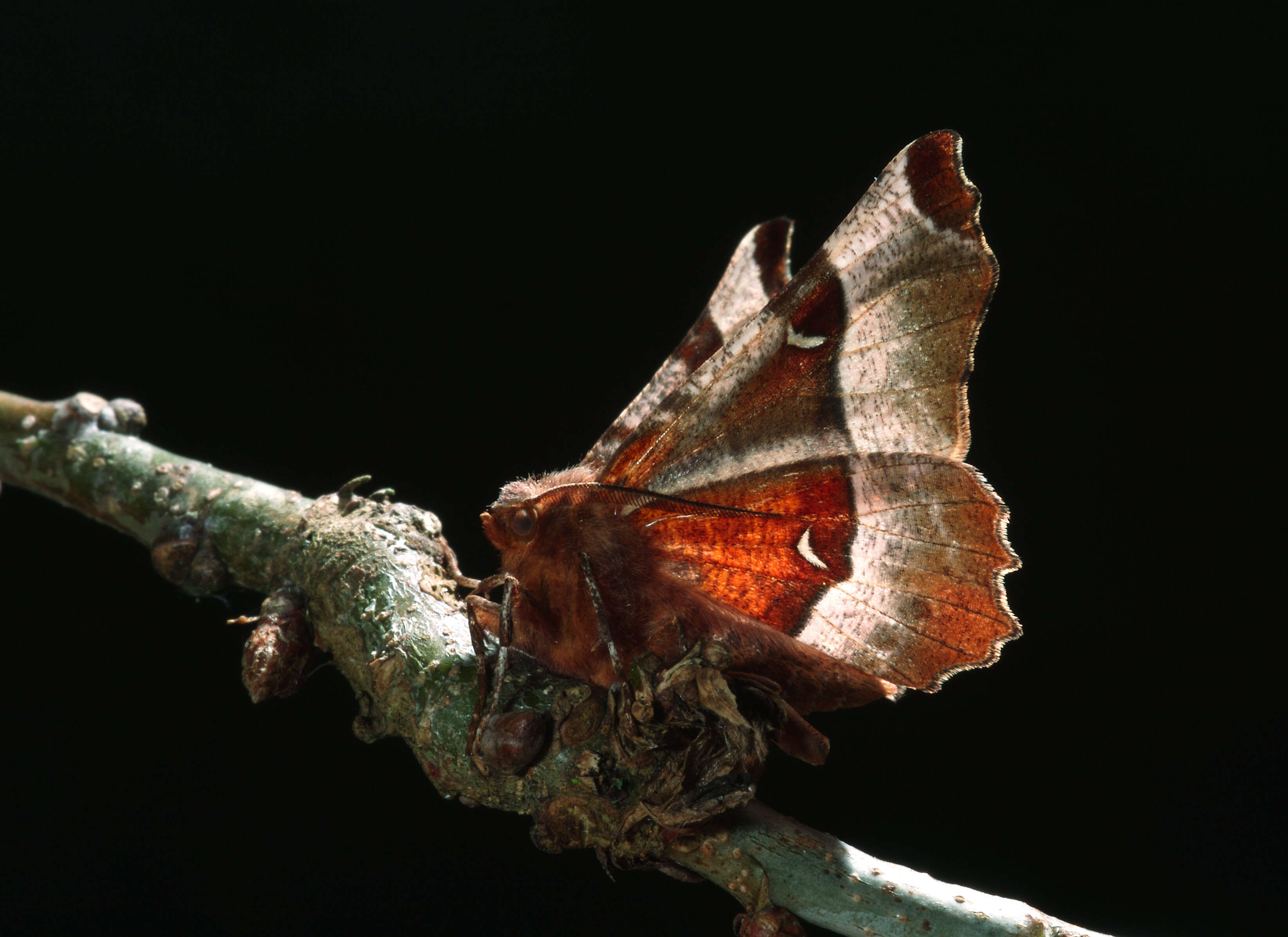 Image of purple thorn