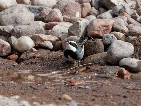 Image of Ringed Warbling Finch