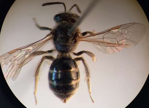 Imagem de Lasioglossum laticeps (Schenck 1870)