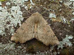 Image of scalloped hazel