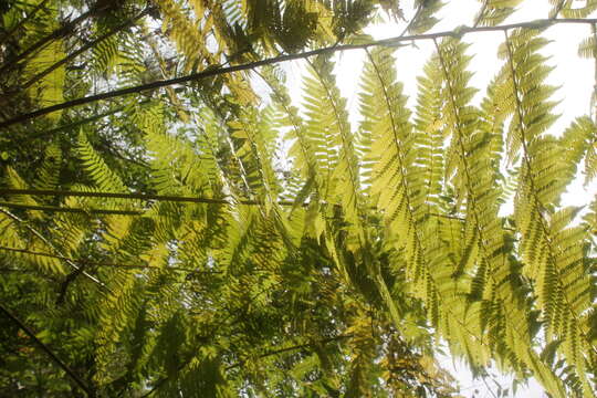 Image of Cyathea costaricensis (Mett. ex Kuhn) Domin