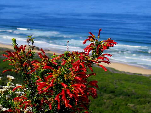 Image of Erica glandulosa subsp. fourcadei (L. Bolus) E. G. H. Oliv. & I. M. Oliv.