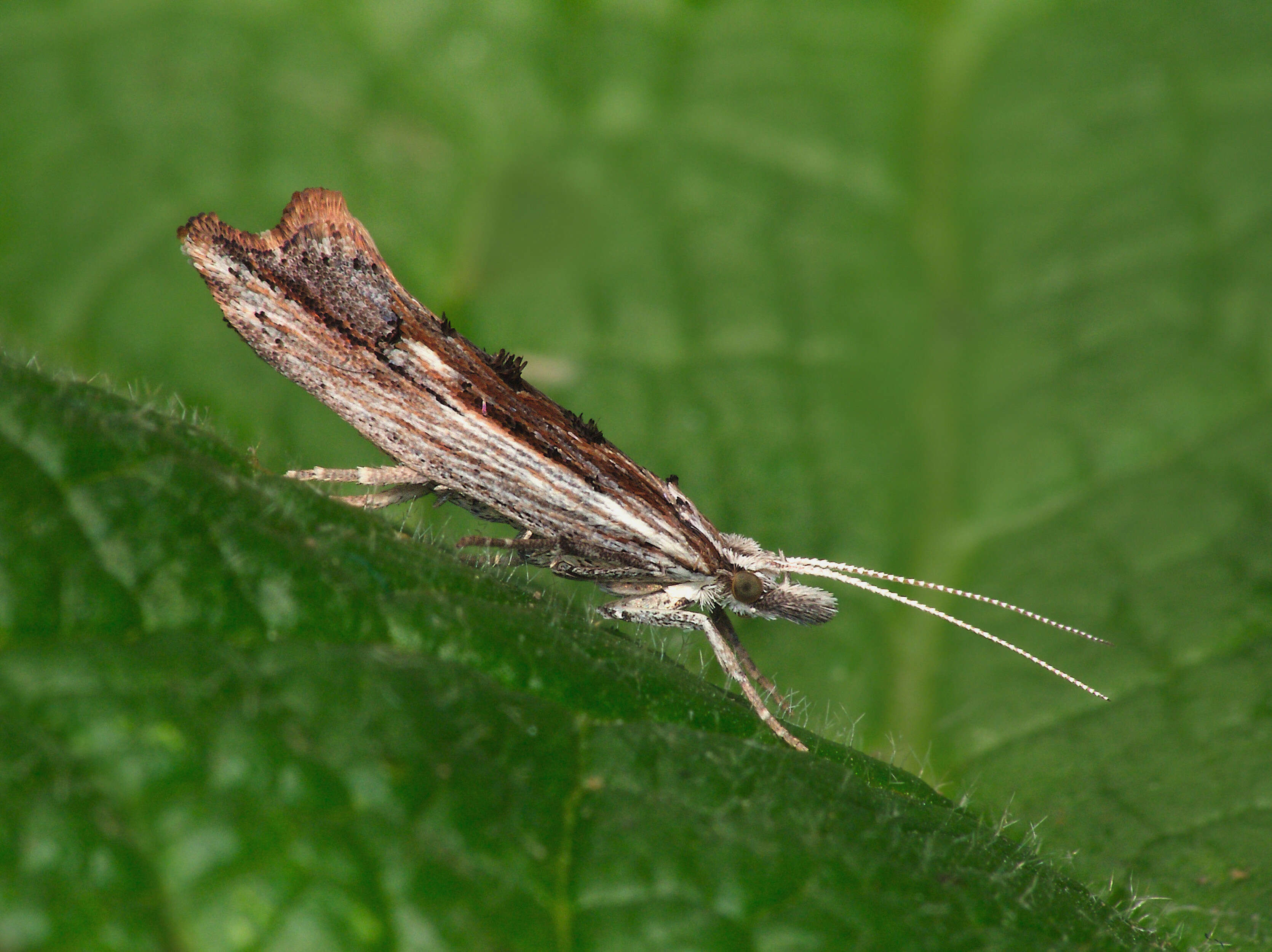 Image of Ypsolopha scabrella