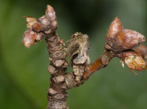 Image of pale brindled beauty