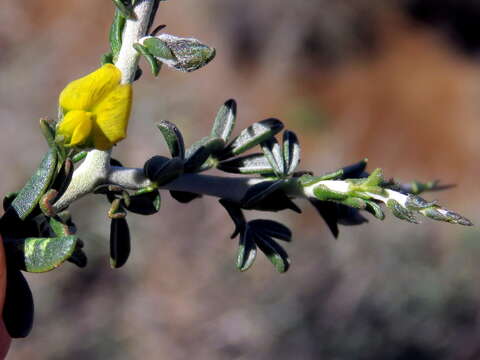 Image of Melolobium candicans (E. Mey.) Eckl. & Zeyh.