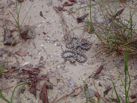 Lampropeltis extenuata (Brown 1890)的圖片