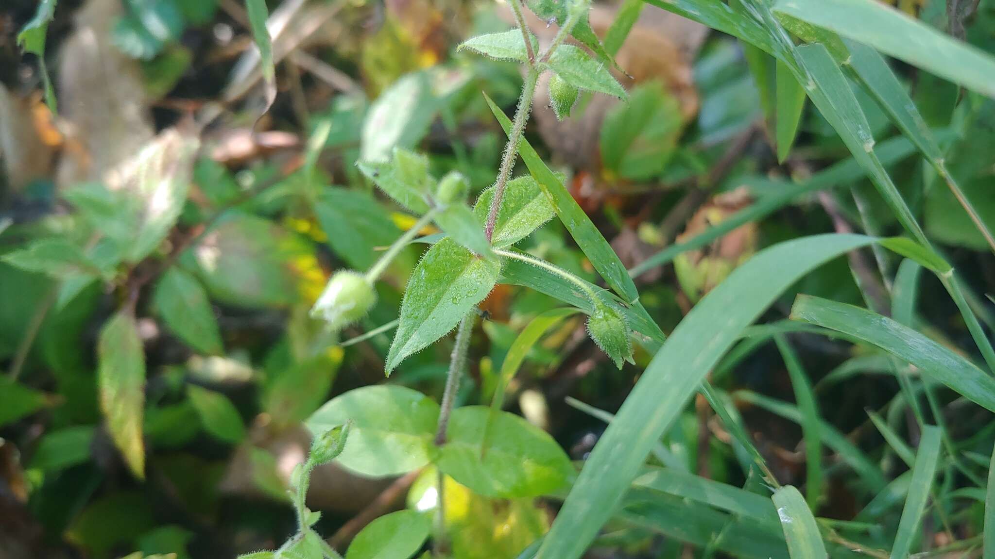 صورة Cerastium nutans Raf.