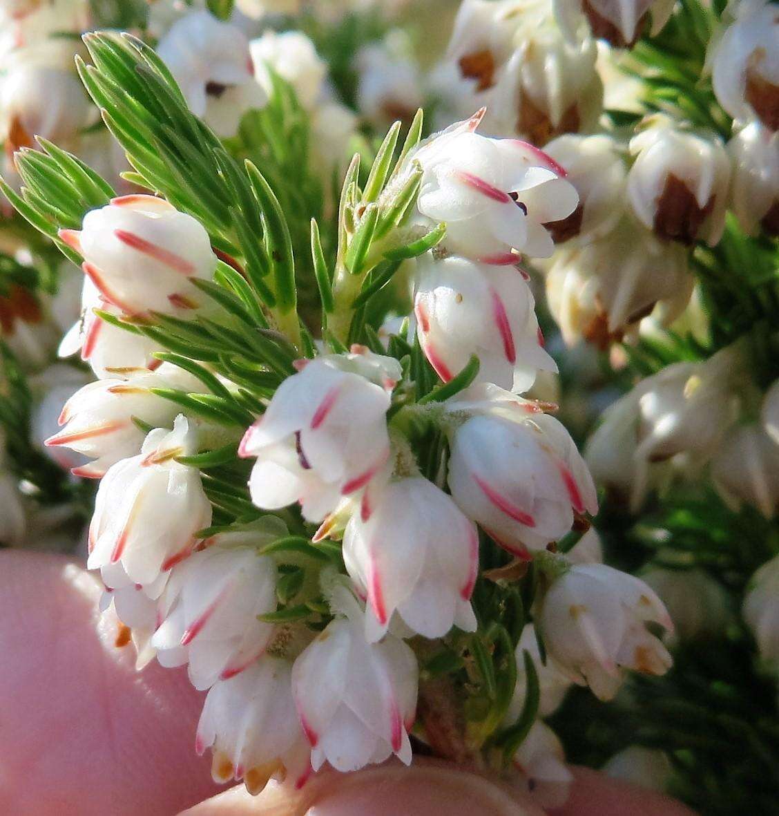 Image of Erica triflora var. triflora