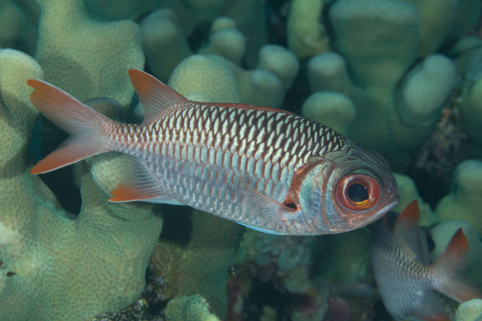 Image of Australian Squirrel-fish