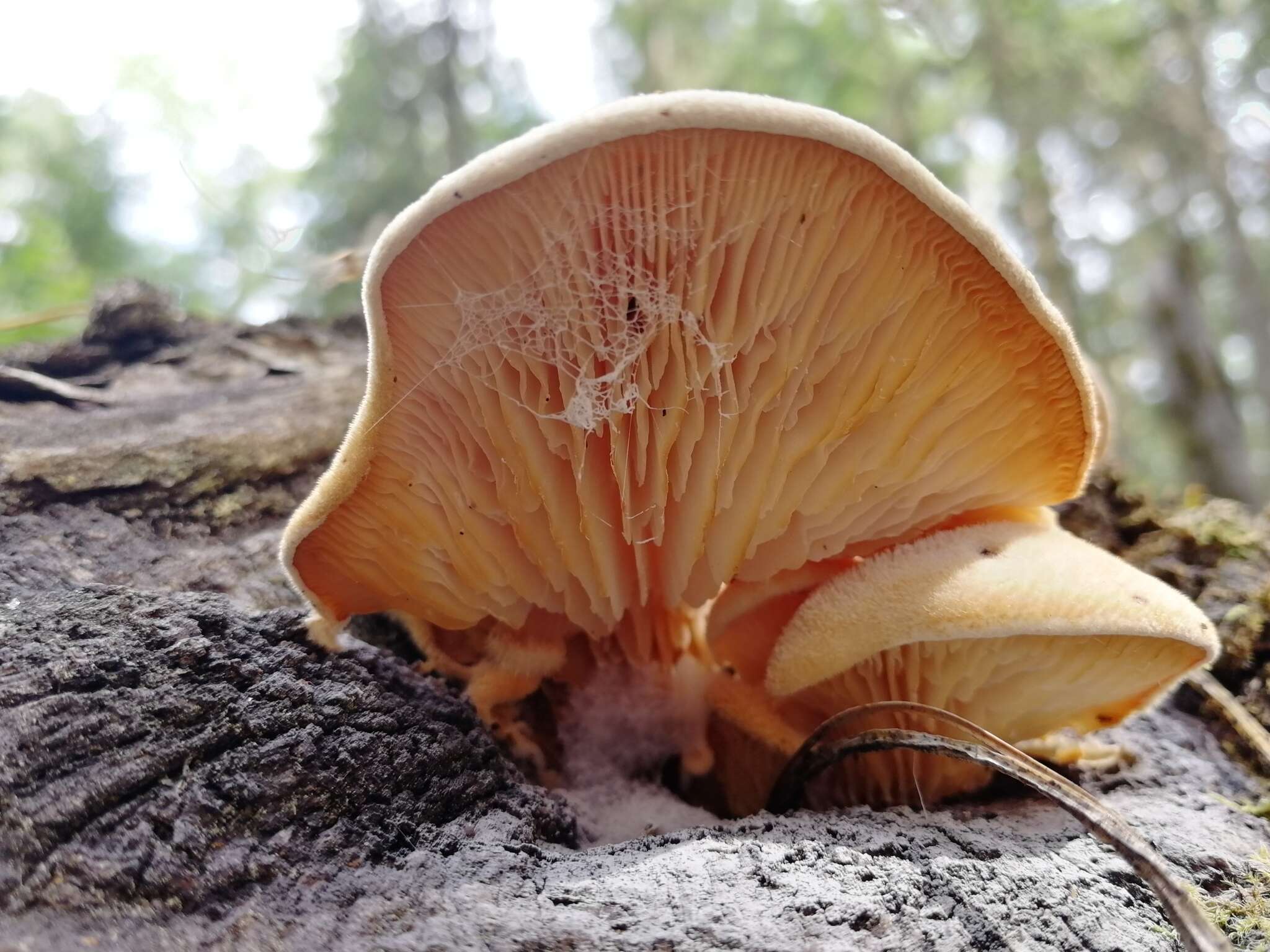 Lentinus pilososquamulosus Lj. N. Vassiljeva 1973 resmi