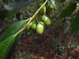 Image of Apodytes brachystylis F. Muell.