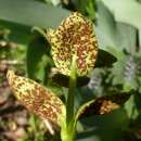 Image of <i>Puccinia anatolica</i> Gassner