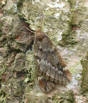 Image of march moth