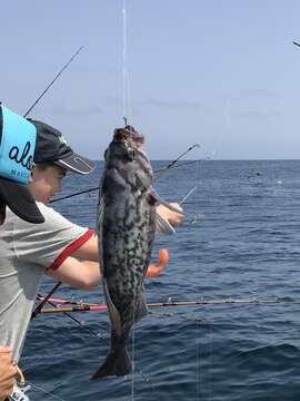 Image of Blue rockfish