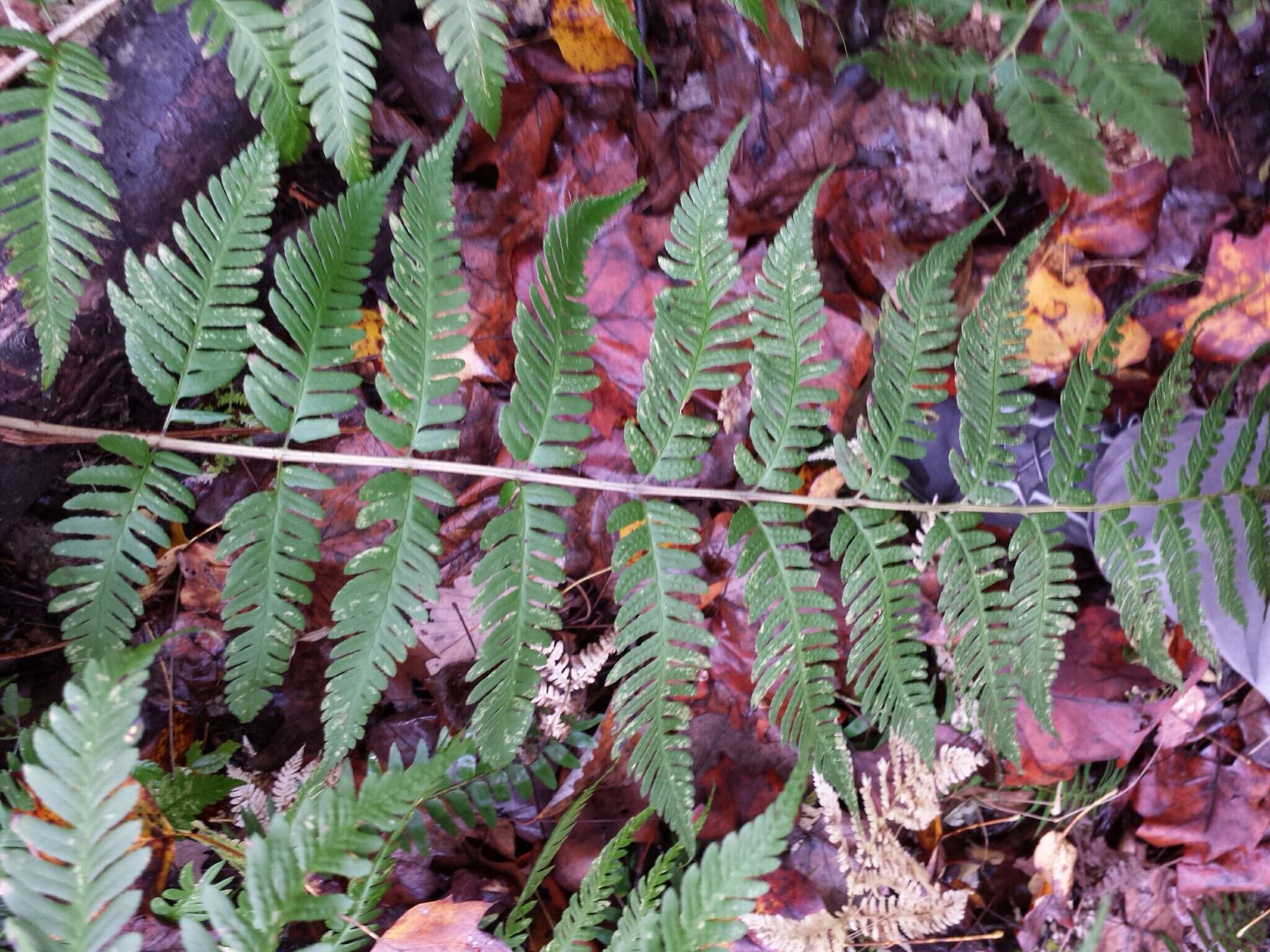 Image of log fern