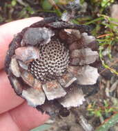 Image of Protea vogtsiae Rourke