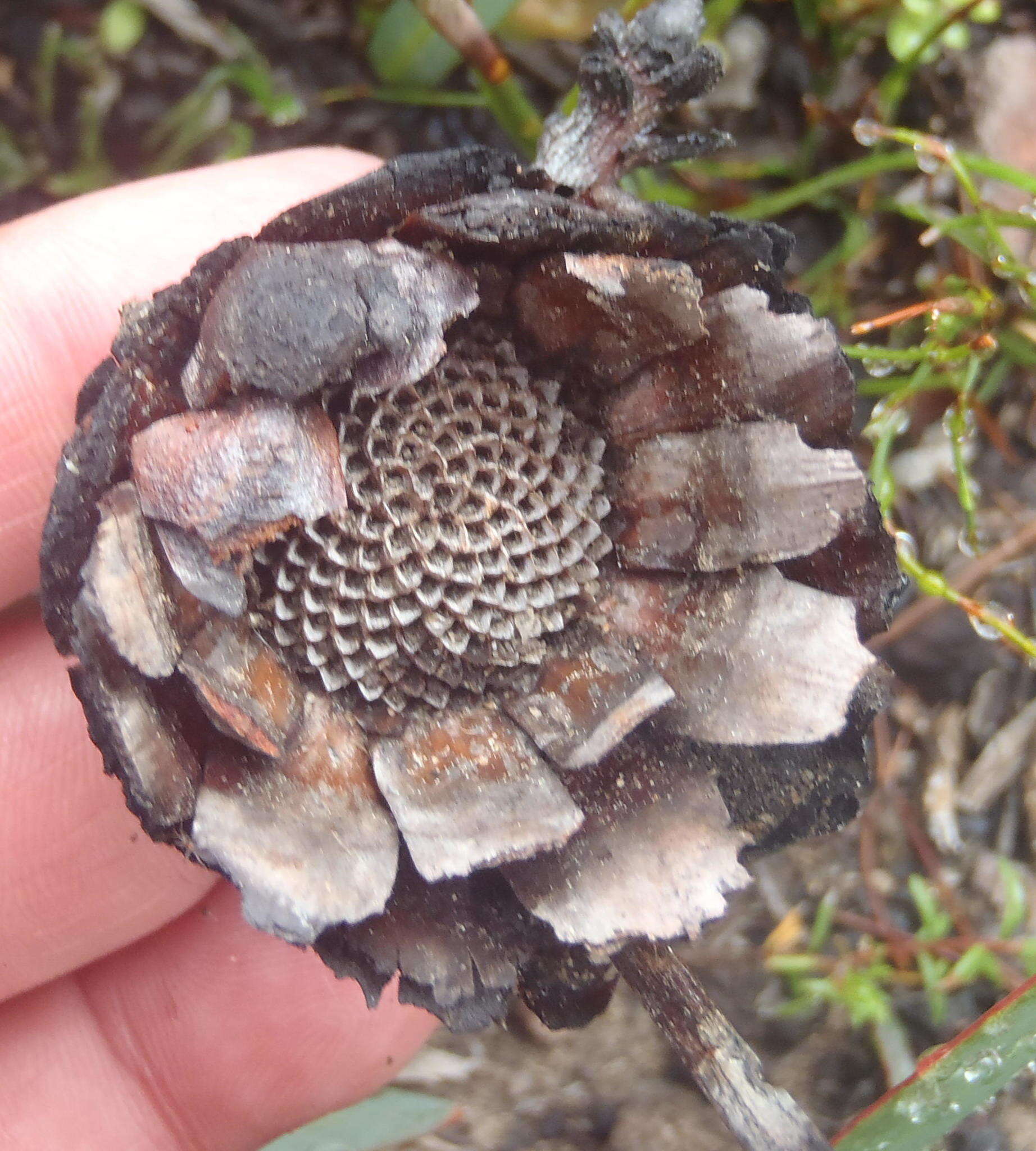 Image of Protea vogtsiae Rourke