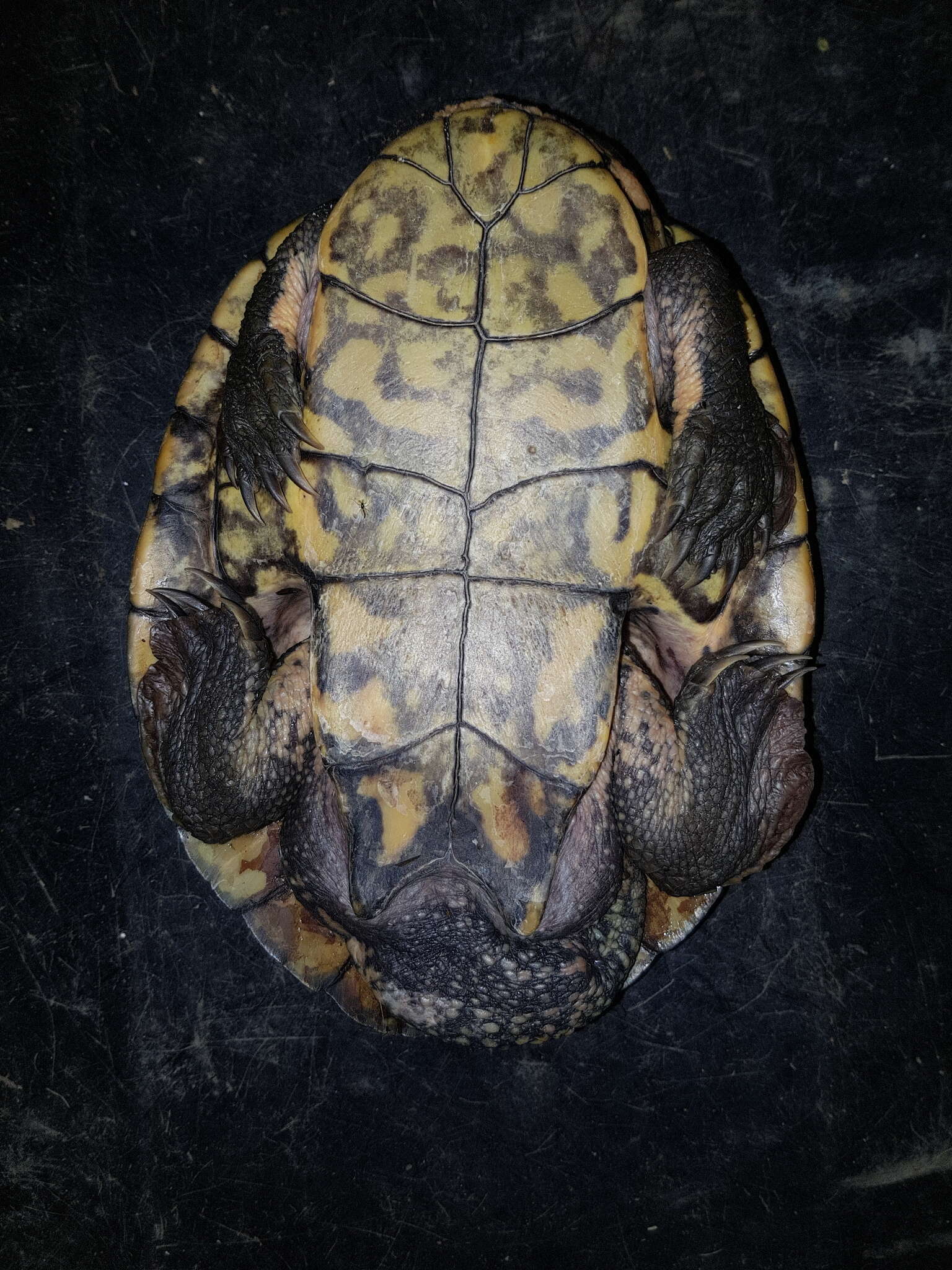 Image of Manning River snapping turtle