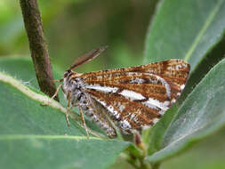 Bupalus resmi