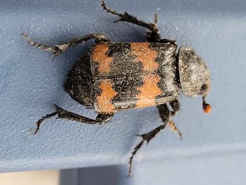 Image of Nicrophorus (Nicrophorus) hybridus (Hatch & Angell 1925)