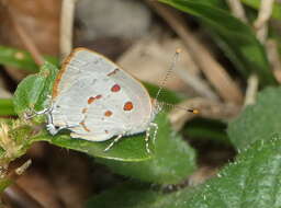 Image de Tmolus echion (Linnaeus 1767)